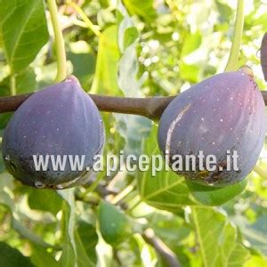 fico verdone|FIG TREE Ficus carica L. (Moraceae) : Fig tree。